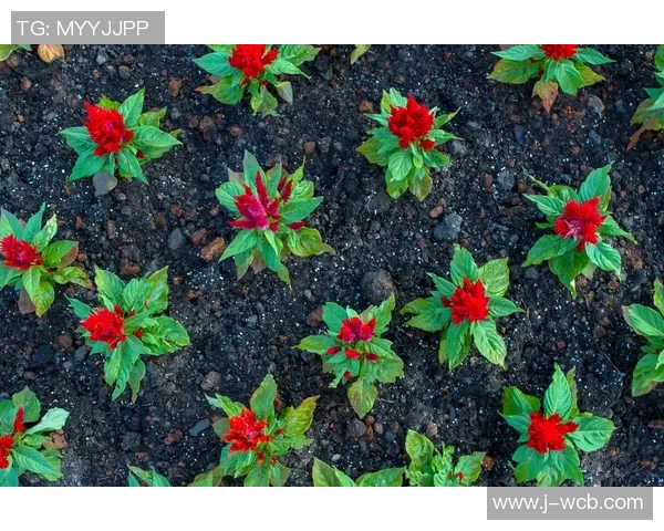 专访刘丽:探寻网球界的成功秘诀与奋斗历程